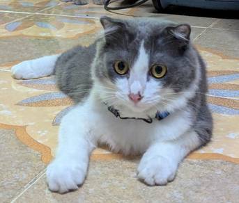 Kucing Scottish Fold Mix, Jantan, 6 Bulan Lebih