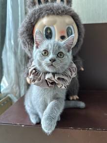 kitten British short hair