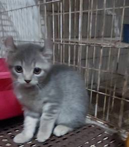 kitten american curl