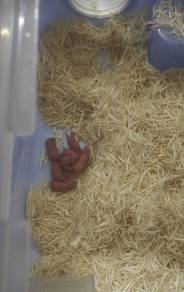 hamster