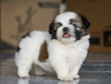 SHIH TZU PUPPIES A348 🌻 Small Dog Available