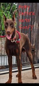 Doberman puppies for booking