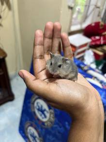 Hamster