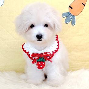 Maltipoo