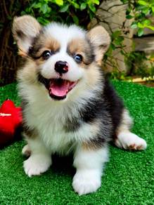 CORGI PUPPIES C171 🌻 cheeky Puppy Male~Female