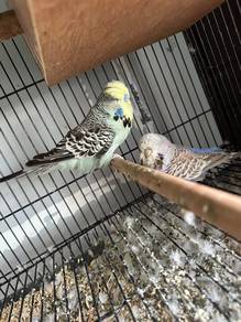 Budgie EB