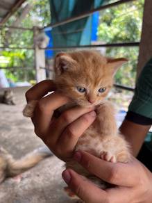 Bsh mix marble