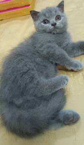 British Shorthair 