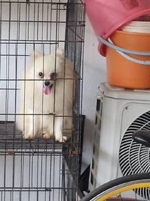 Pomeranian