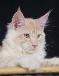 Maine Coon
