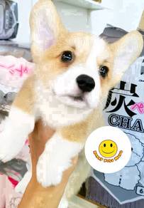 GG833LL Welsh Corgi little sunshine pet dog