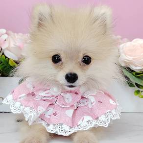 Pomeranian