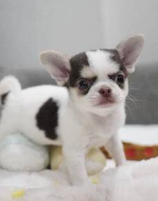 CHIHUAHUA PUPPIES VIP192🌷Head Apple Cute Dog Boy