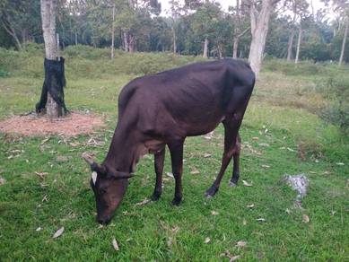 LEMBU betina untuk dijual 