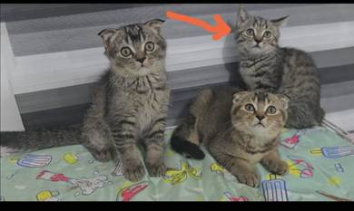 Rehome - Scottish Fold mix BSH 