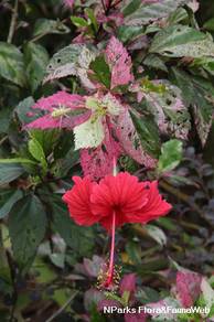 Hibiscus Rosa-Sinensis 'Cooperi'