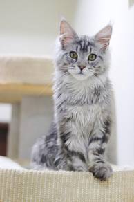 Maine Coon