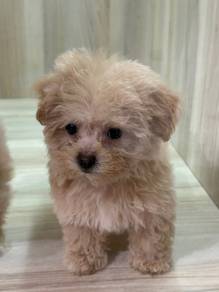 Tiny poodle