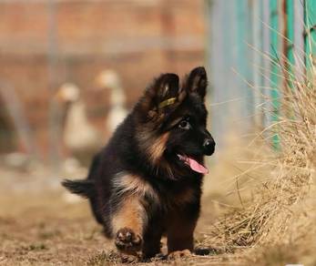 German Shepherd