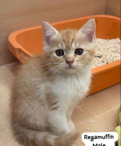 Ragamuffin Cat for sale