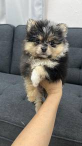 陨石色博美
Pomeranian
Female