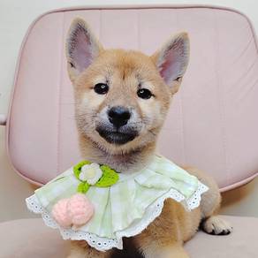 Shiba