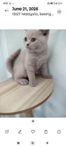 british short hair lilac