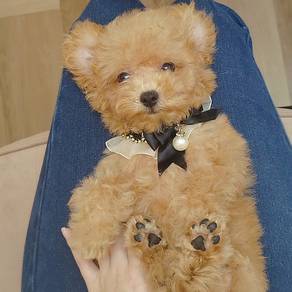 Poodle