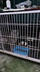 british shorthair no mix