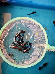 blue Moscow guppy fish / ikan guppy