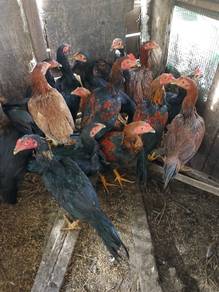 ayam kampung 