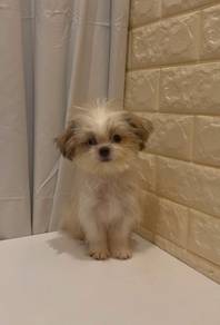 J0407 Shih Tzu Teddy Bear Puppy