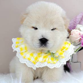 Chow Chow