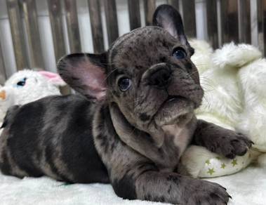 FRENCH BULLDOG PUPPIES VIP146🌻 Merle Female