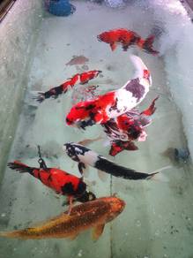Japanese koi 70-100cm