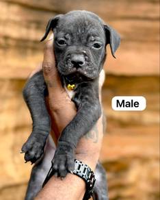 Xl PITBULL Puppies For Sale