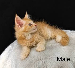 Red Tabby Maine Coon