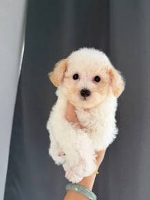 Tiny Poodle Puppy