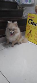 Pomeranian Dog