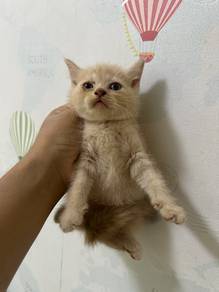 Anak Kucing Mix BSH x Scottish Comel