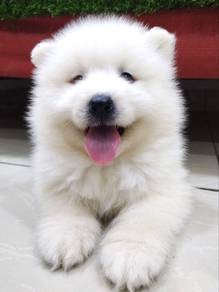 Samoyed mka and microchip