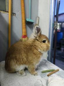 Arnab Rabbit Netherland Dwarf arnab mini kerdil