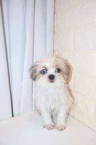 J0205 Shih Tzu Baby Face Round Face Puppy