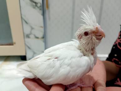 burung cockatiel anak suap