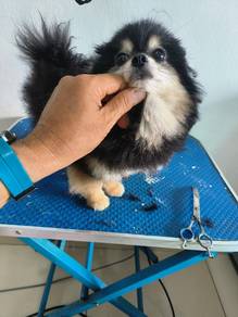 Black Tan USA pom 