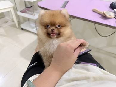 Pomeranian male 博美犬