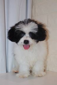 J0397 Shihpoo Teddy Face Curly Hair Puppy