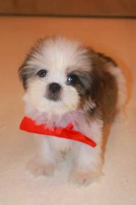 E8 Cute Shih Tzu Dog