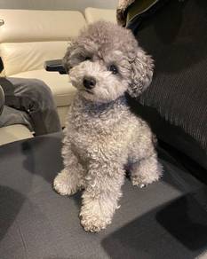 G4279 Chubby Poodle curly coat small medium sized