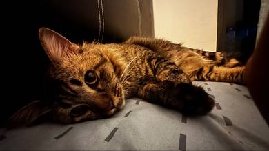 male cat for marriage and adoption